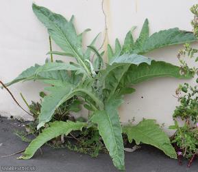 image for Globe Artichoke