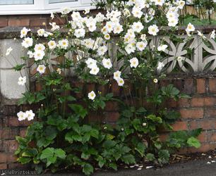 Japanese Anemone