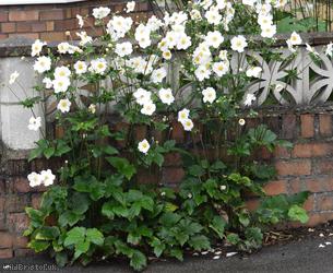 Japanese Anemone