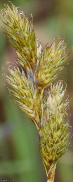 Brown Sedge
