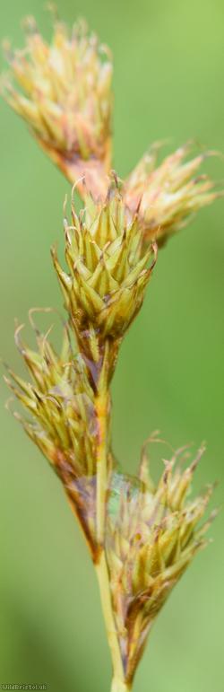 Brown Sedge