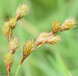 Brown Sedge