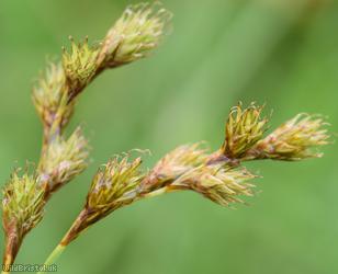 Brown Sedge