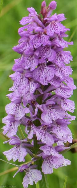 Heath Spotted x Southern Marsh-orchid