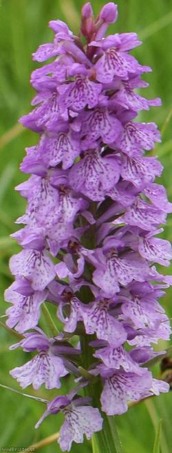 Heath Spotted x Southern Marsh-orchid