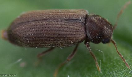 Common Furniture Beetle