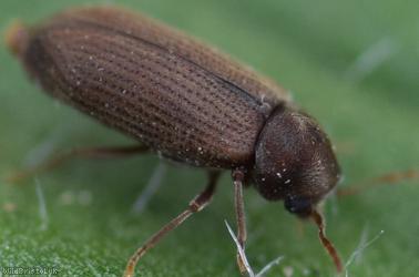 Common Furniture Beetle