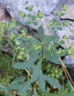 image for Coral Spurge