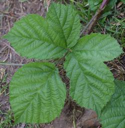 image for Rubus echinatus x R. tuberculatus