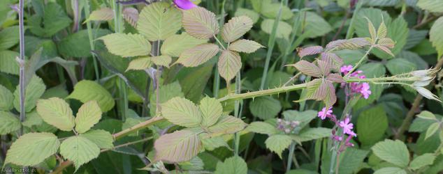 image for Long-acuminate Bramble