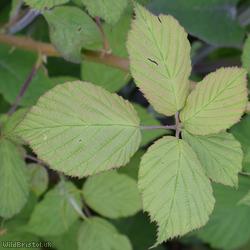 Long-acuminate Bramble