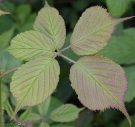 Long-acuminate Bramble