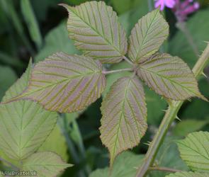 Long-acuminate Bramble