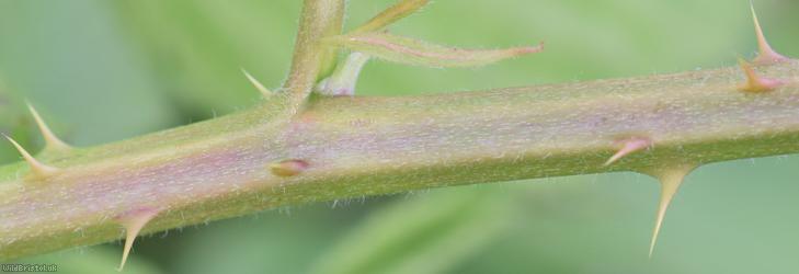 Long-acuminate Bramble