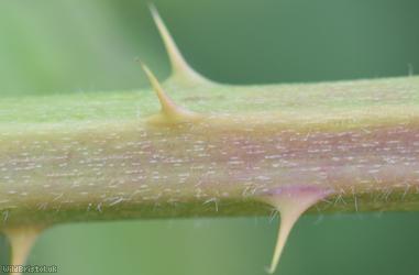 Long-acuminate Bramble