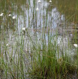 image for Hare's-tail Cottongrass