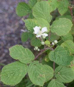Short-tipped Bramble