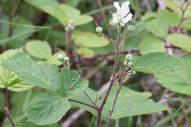 Short-tipped Bramble