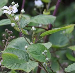 Short-tipped Bramble