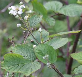 Short-tipped Bramble
