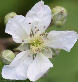 Short-tipped Bramble