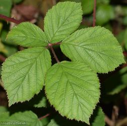East Anglian Bramble