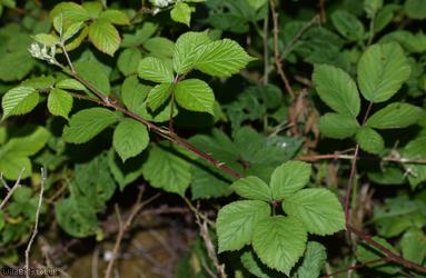East Anglian Bramble