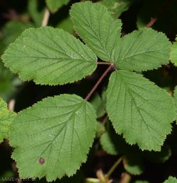 East Anglian Bramble
