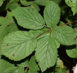 East Anglian Bramble