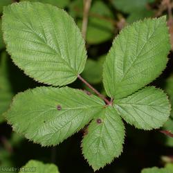 East Anglian Bramble