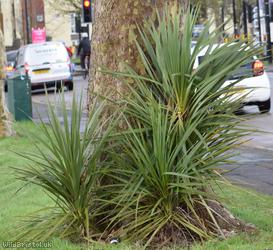 image for Cabbage Palm