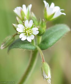 image for Common Mouse-ear