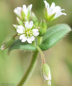 Common Mouse-ear