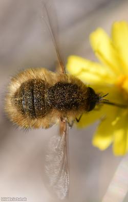 Western Bee-fly