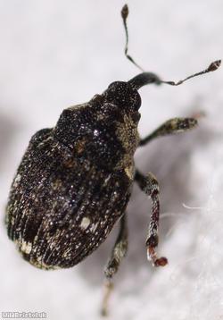 image for Small Nettle Weevil