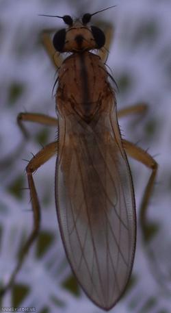 image for Spear-Winged Fly