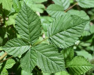 Rubus 'Goblin Combe sect. Rubus'