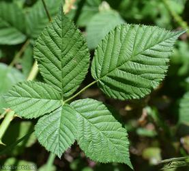 Rubus 'Goblin Combe sect. Rubus'
