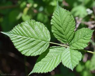 Rubus 'Goblin Combe sect. Rubus'