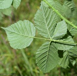 Rubus 'Goblin Combe sect. Rubus'