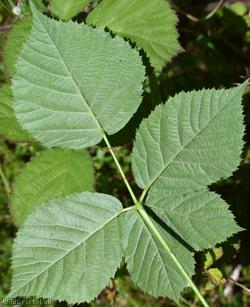 Rubus 'Goblin Combe sect. Rubus'