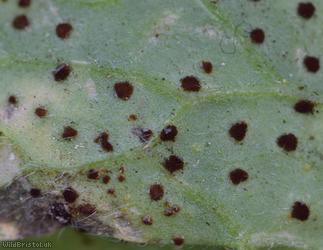 Geranium Rust