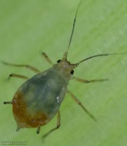 image for Bird Cherry-oat Aphid