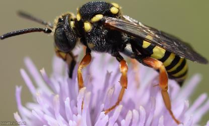 Blunthorn Nomad Bee