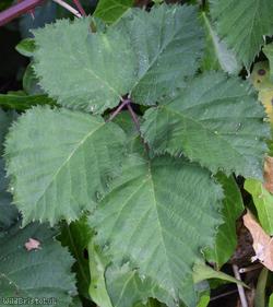 image for Giant x Brown-stemmed Bramble