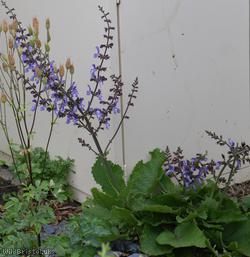 Indigo Wood Sage
