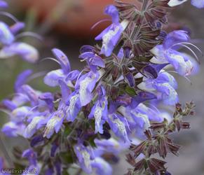Indigo Wood Sage