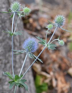 Blue Eryngo