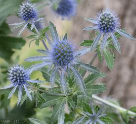 Blue Eryngo