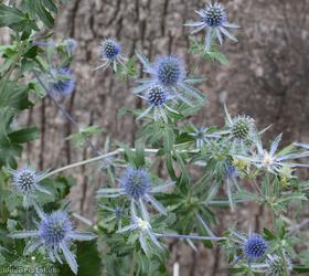 Blue Eryngo